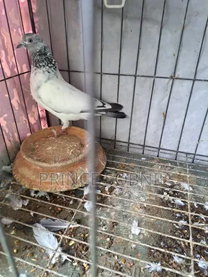 Green Golla Running Male for Sale