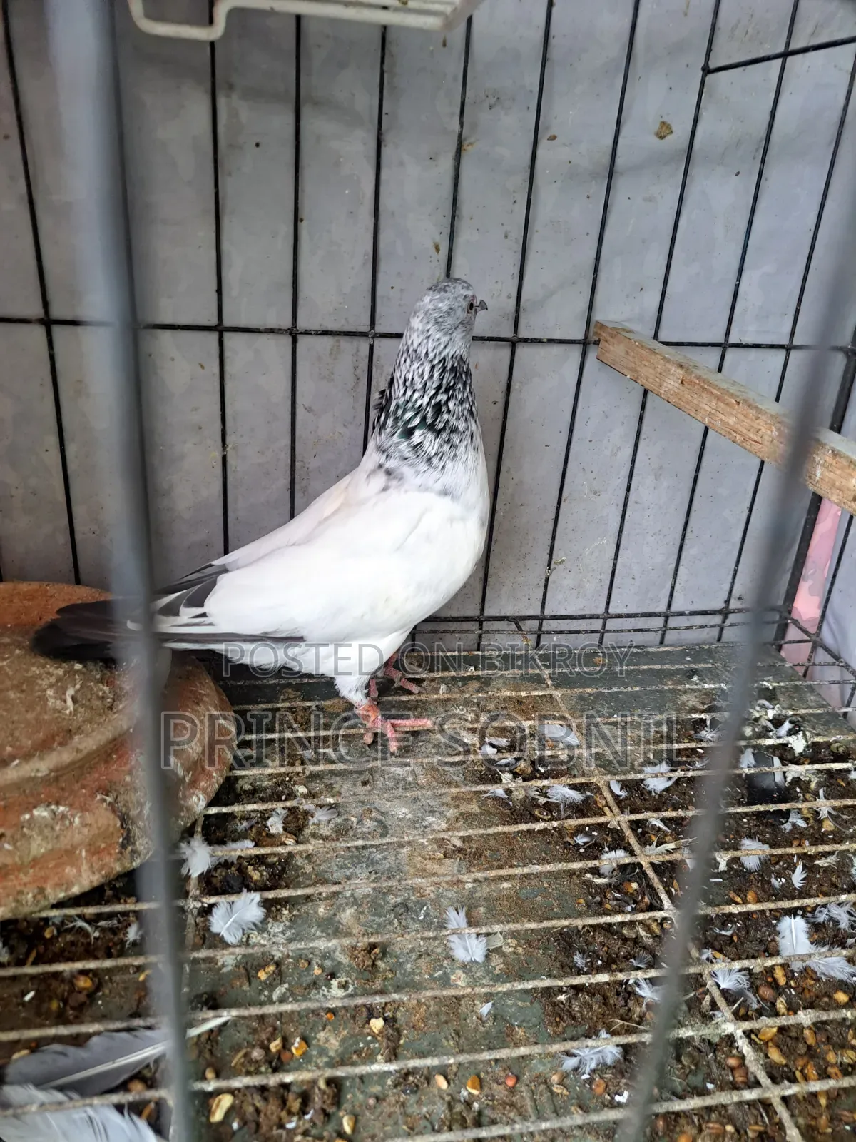 Green Golla Running Male for Sale