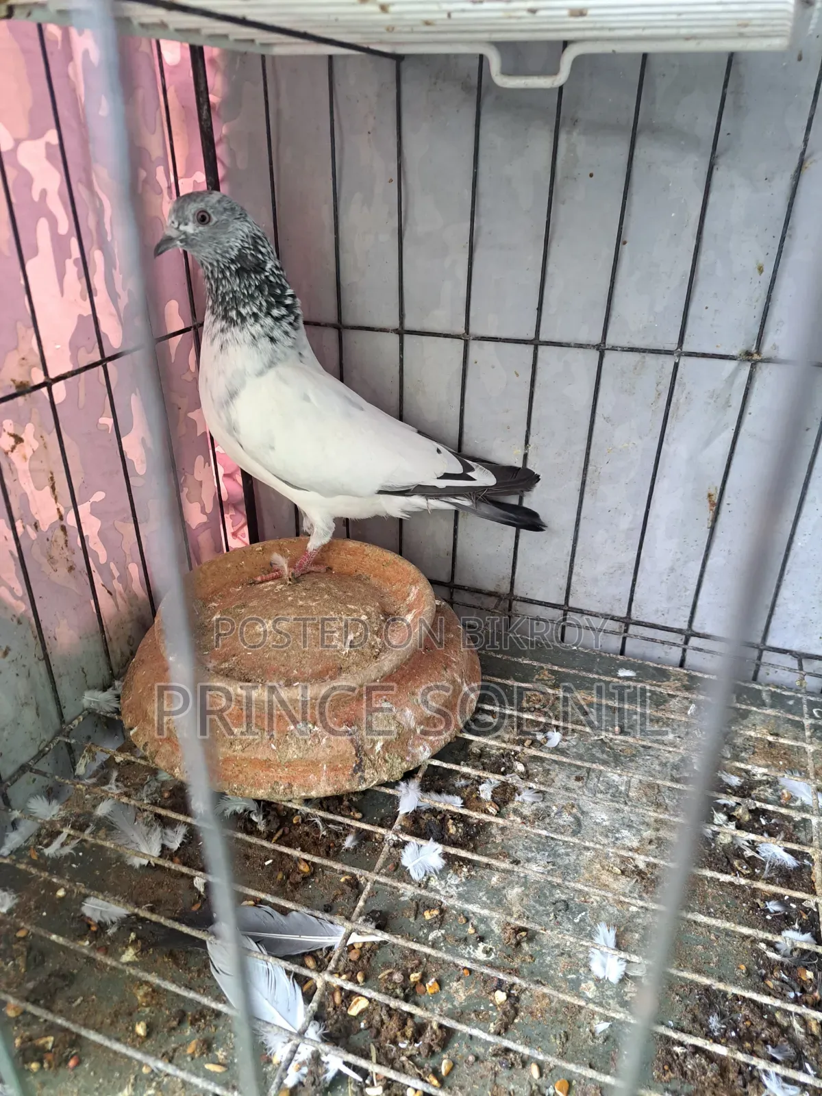 Green Golla Running Male for Sale