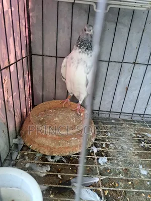 Green Golla Running Male for Sale