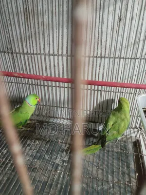 Indian Pair