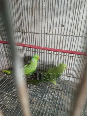 Indian Pair