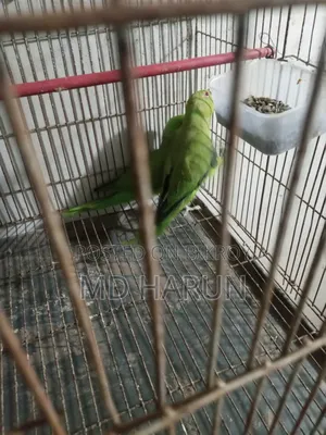 Indian Pair