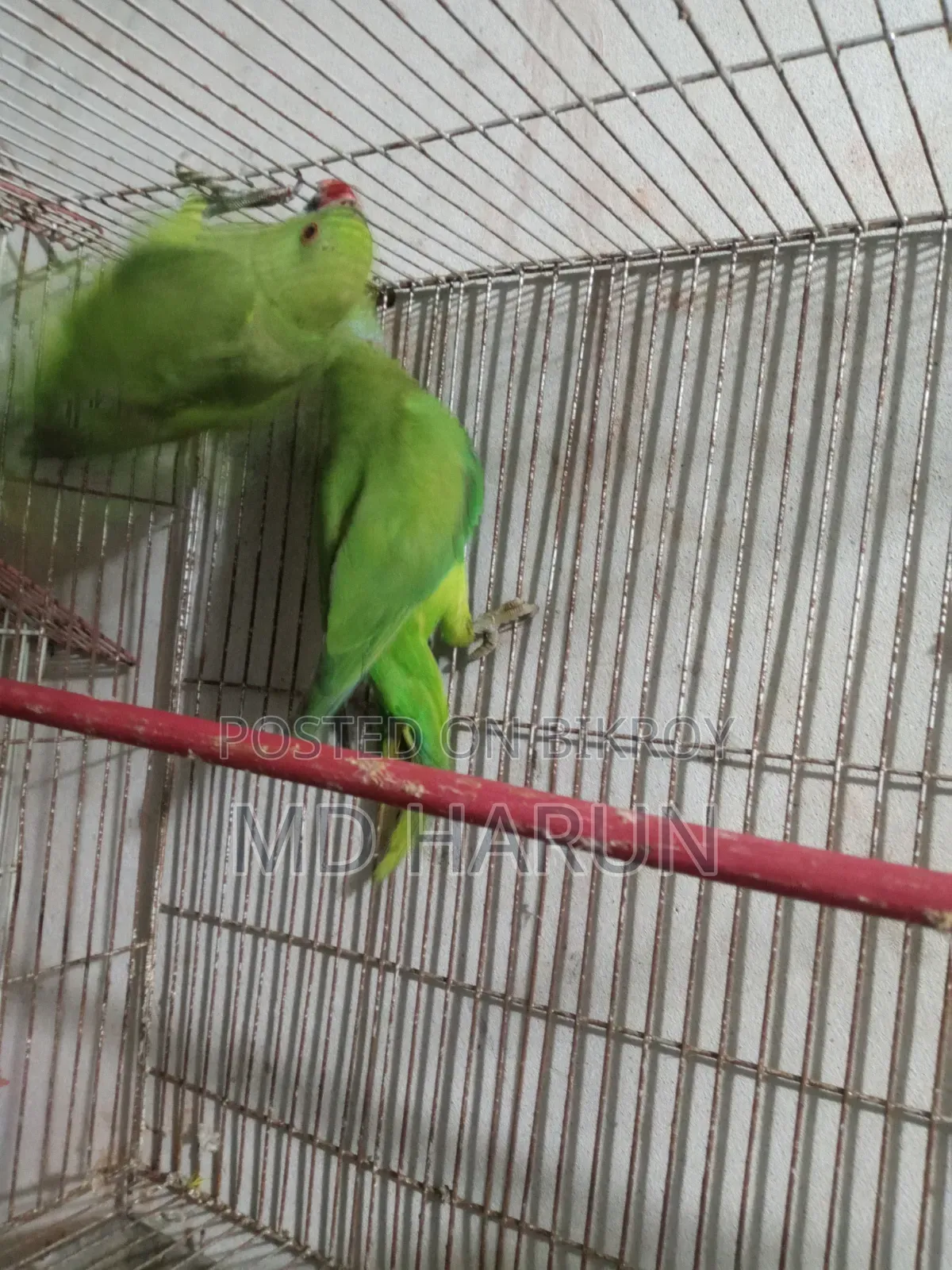Indian Pair