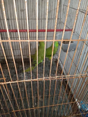 Indian Pair