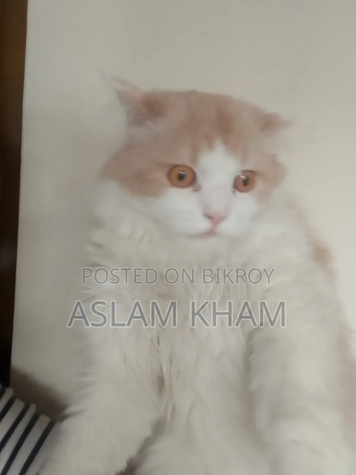 6-12 Months Male Purebred Persian