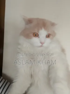 6-12 Months Male Purebred Persian