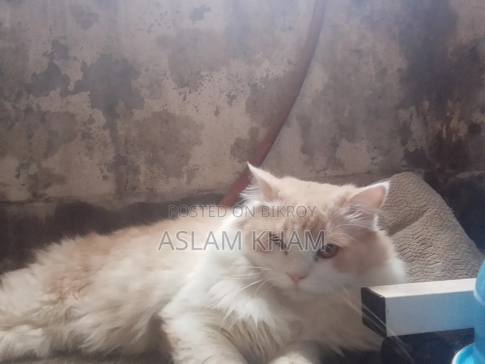 6-12 Months Male Purebred Persian