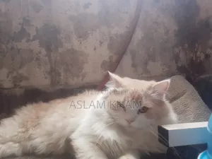 6-12 Months Male Purebred Persian