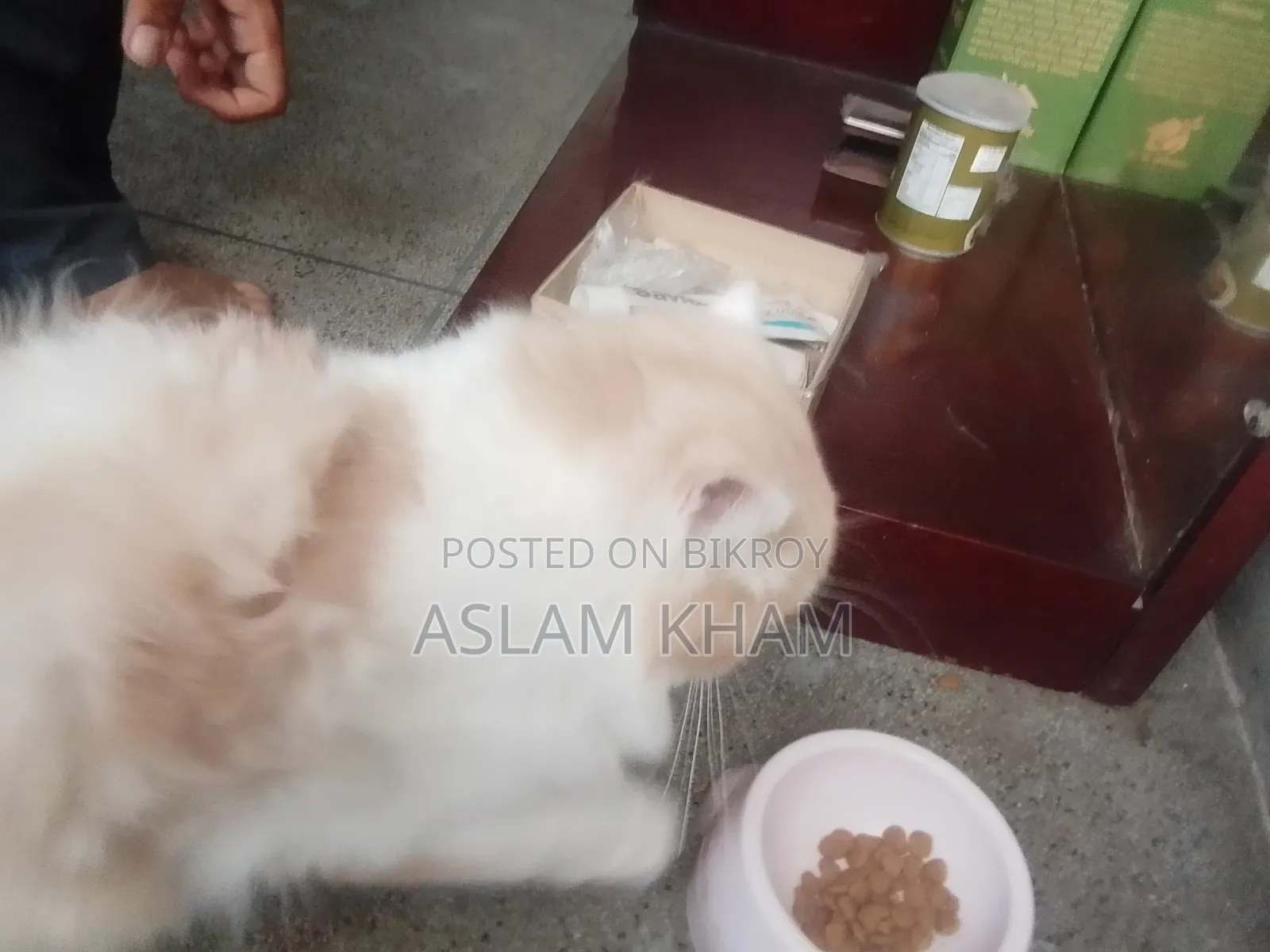 6-12 Months Male Purebred Persian