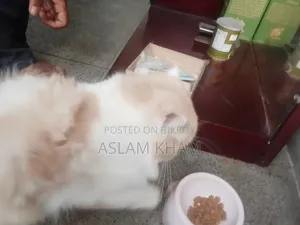 6-12 Months Male Purebred Persian