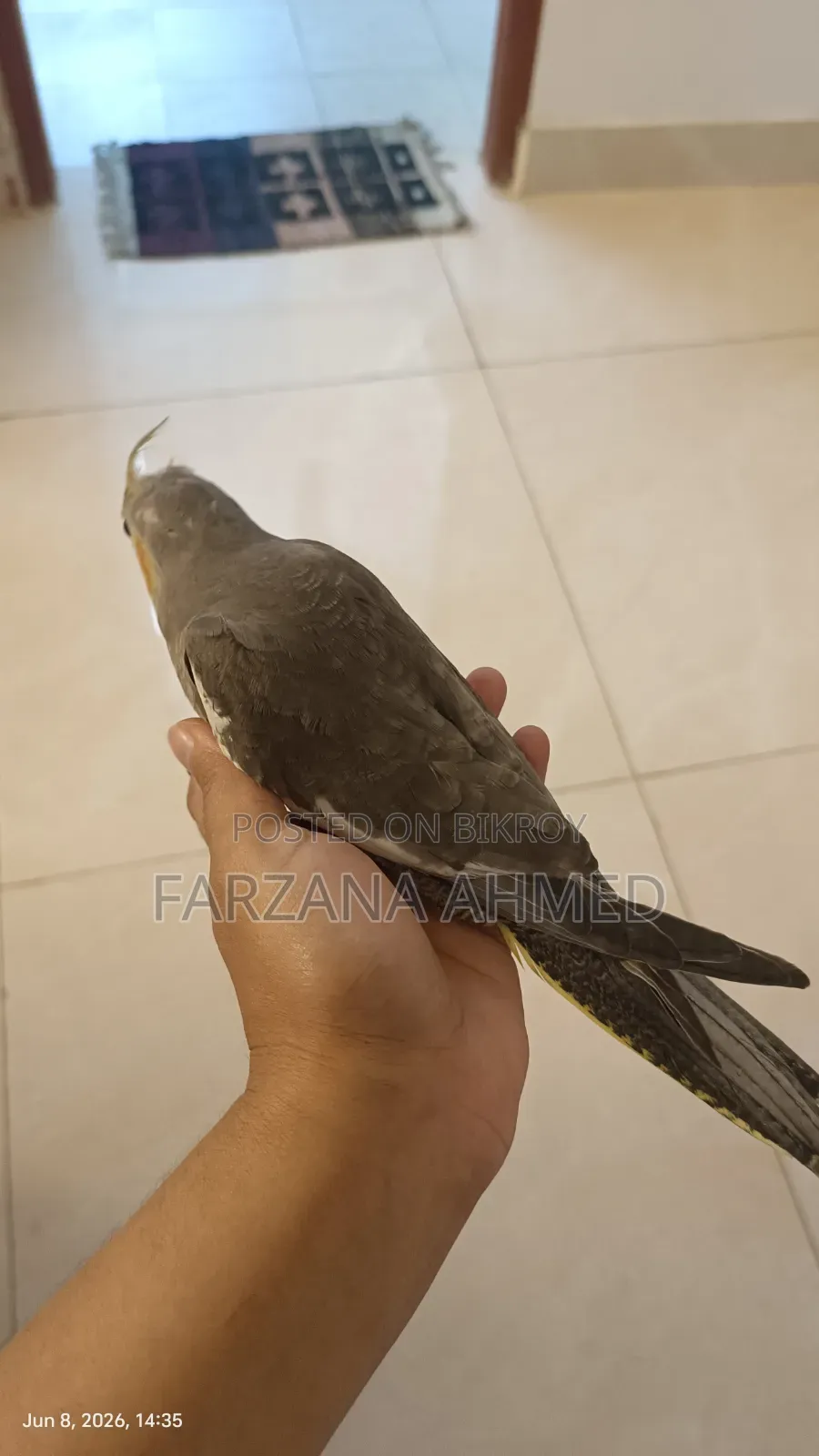 Cockatiel Bird (Male) for Sale