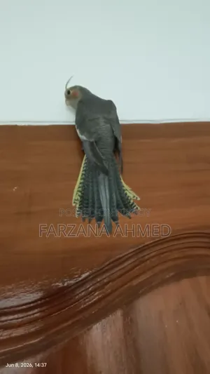 Cockatiel Bird (Male) for Sale
