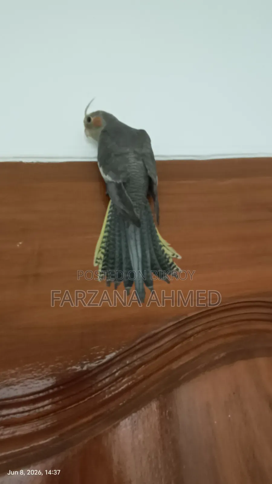 Cockatiel Bird (Male) for Sale