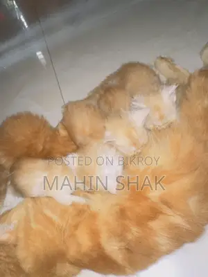 0-1 Month Male Purebred Persian