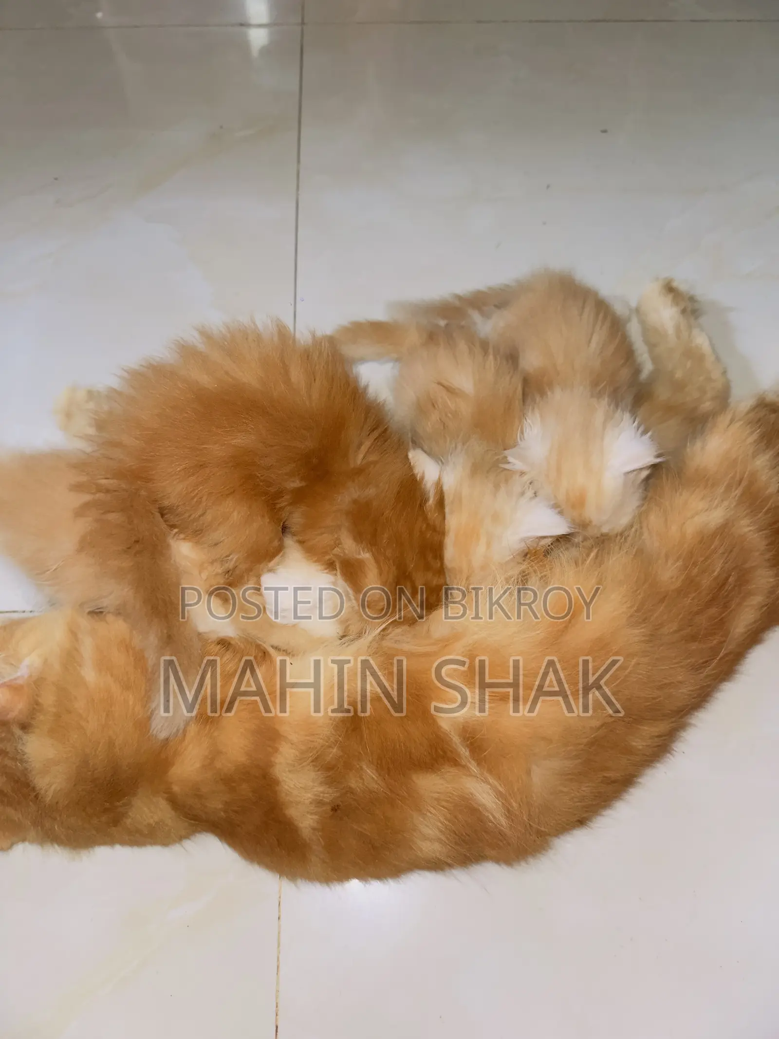 0-1 Month Male Purebred Persian