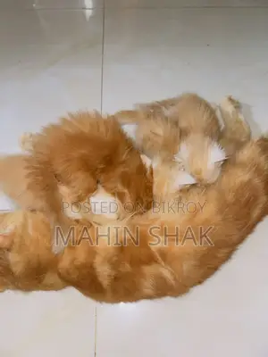 0-1 Month Male Purebred Persian