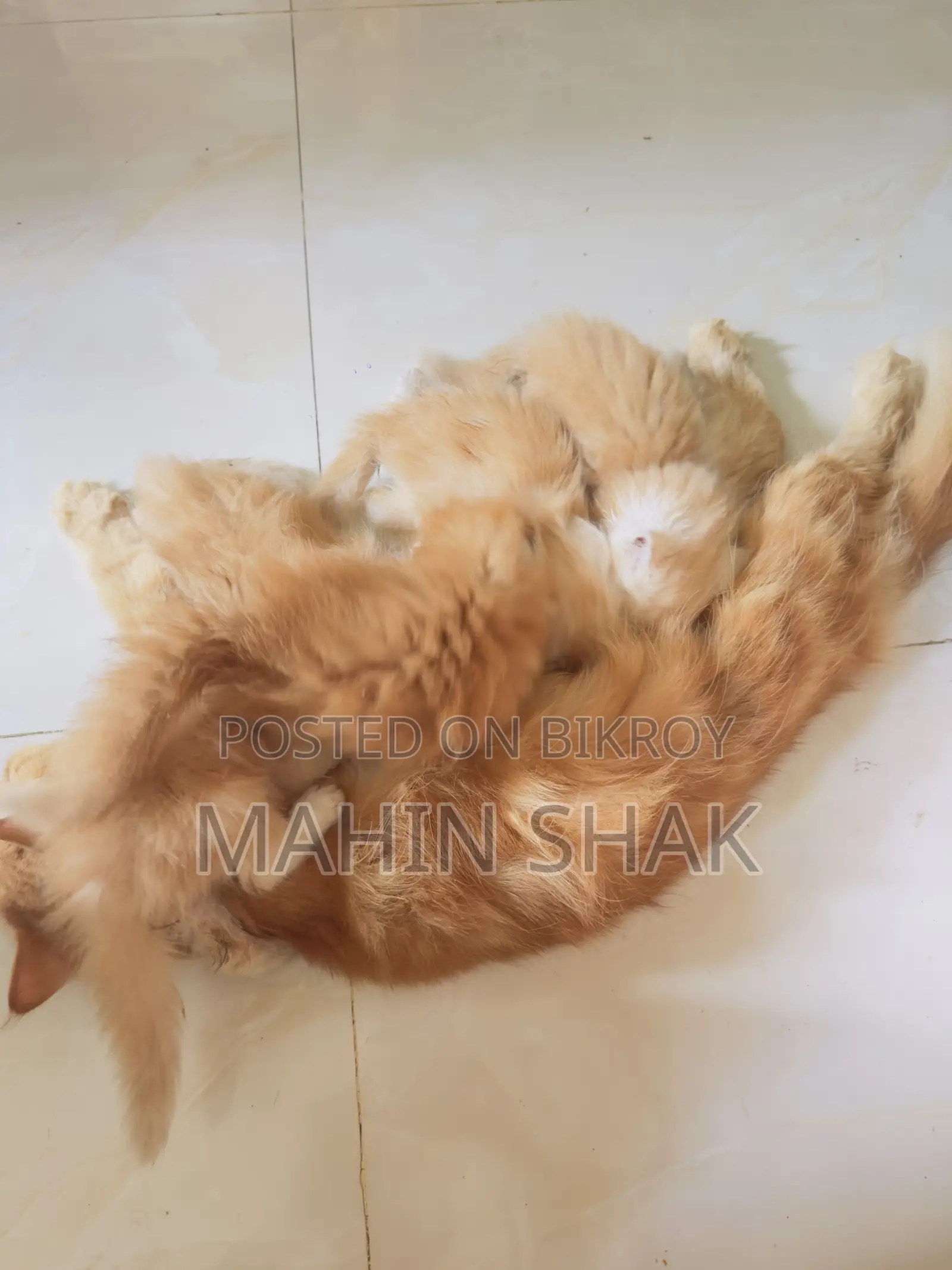 0-1 Month Male Purebred Persian