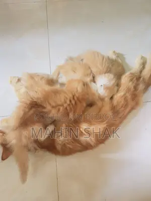 0-1 Month Male Purebred Persian