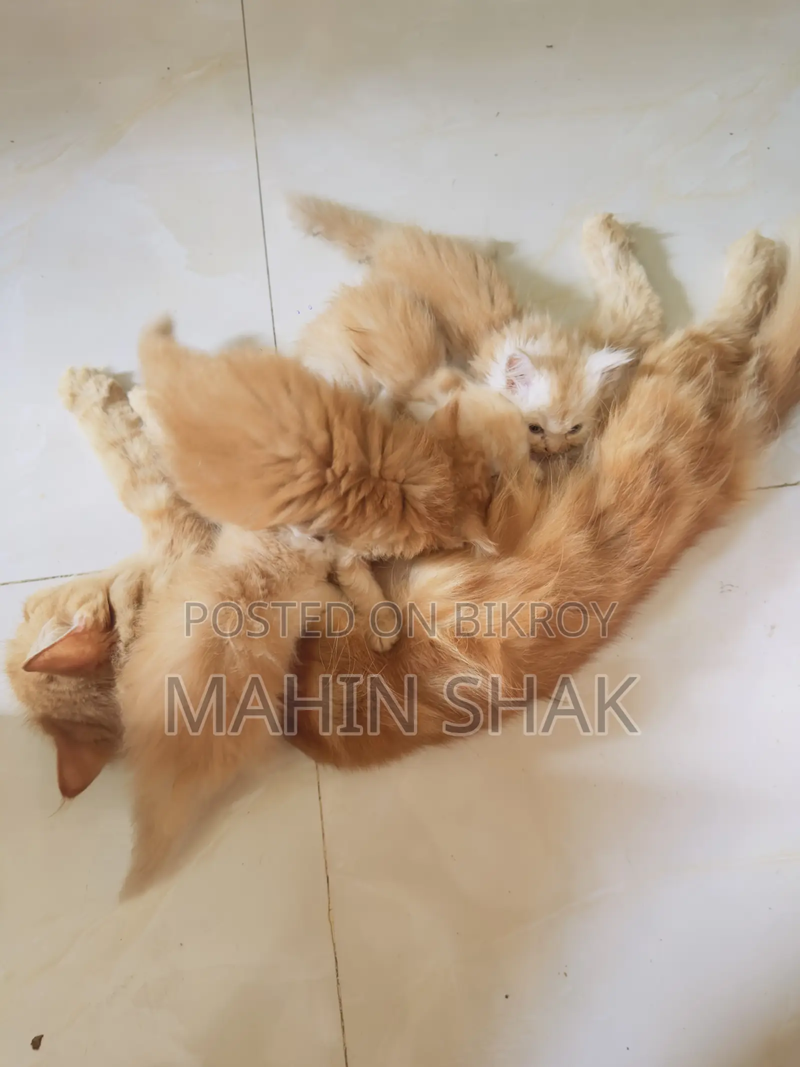 0-1 Month Male Purebred Persian