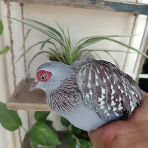 Spackled Pigeon