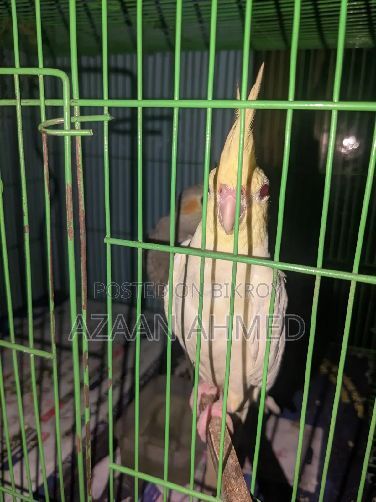 Lutino Cockatiel