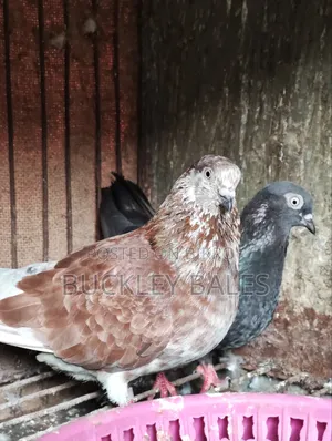 Pigeon / Dove for sale