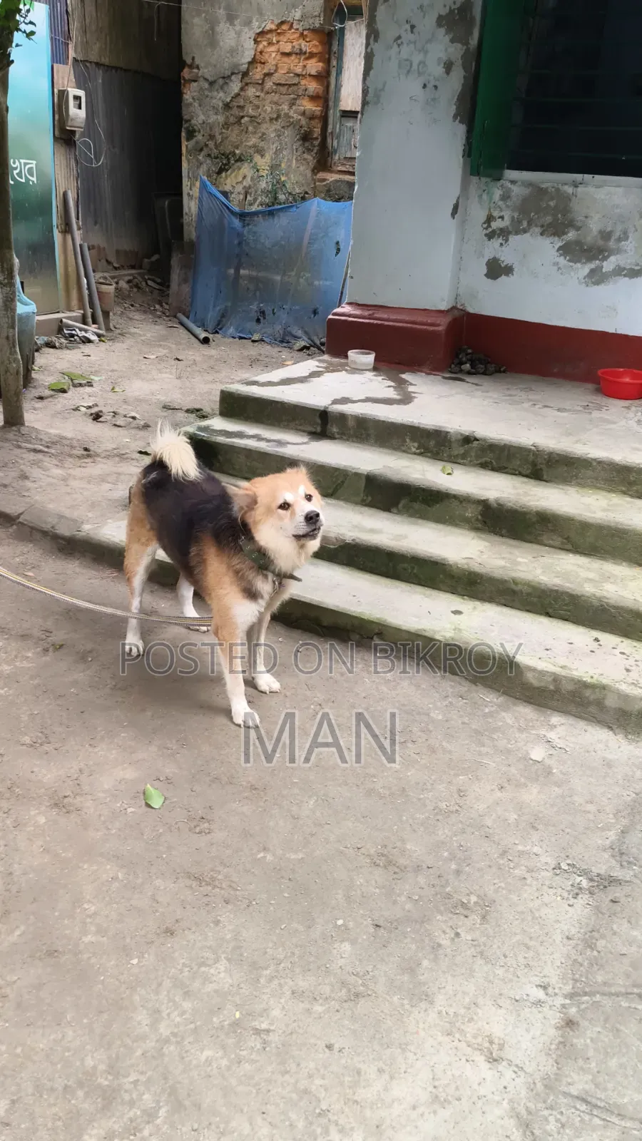 1+ Year Male Mixed Breed German Shepherd