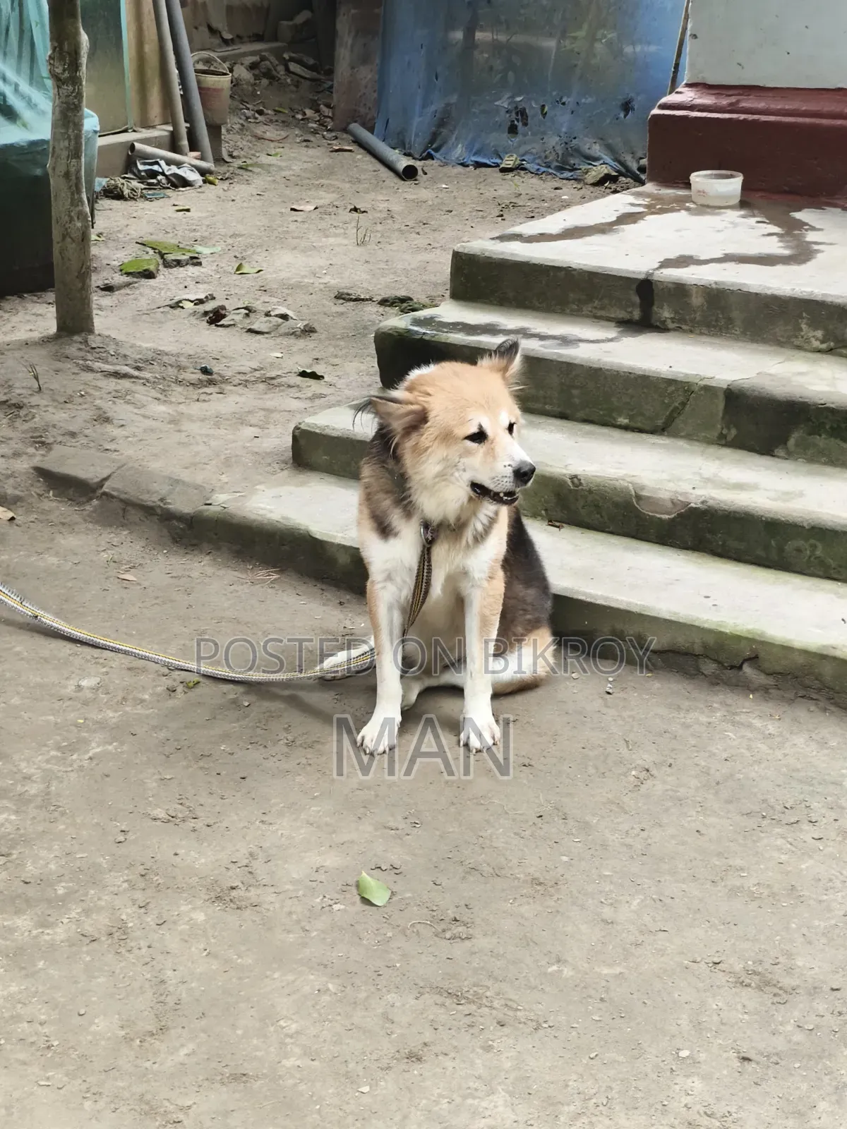 1+ Year Male Mixed Breed German Shepherd
