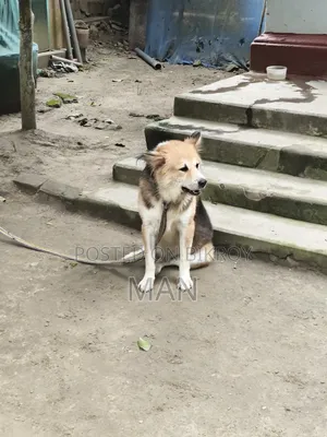1+ Year Male Mixed Breed German Shepherd
