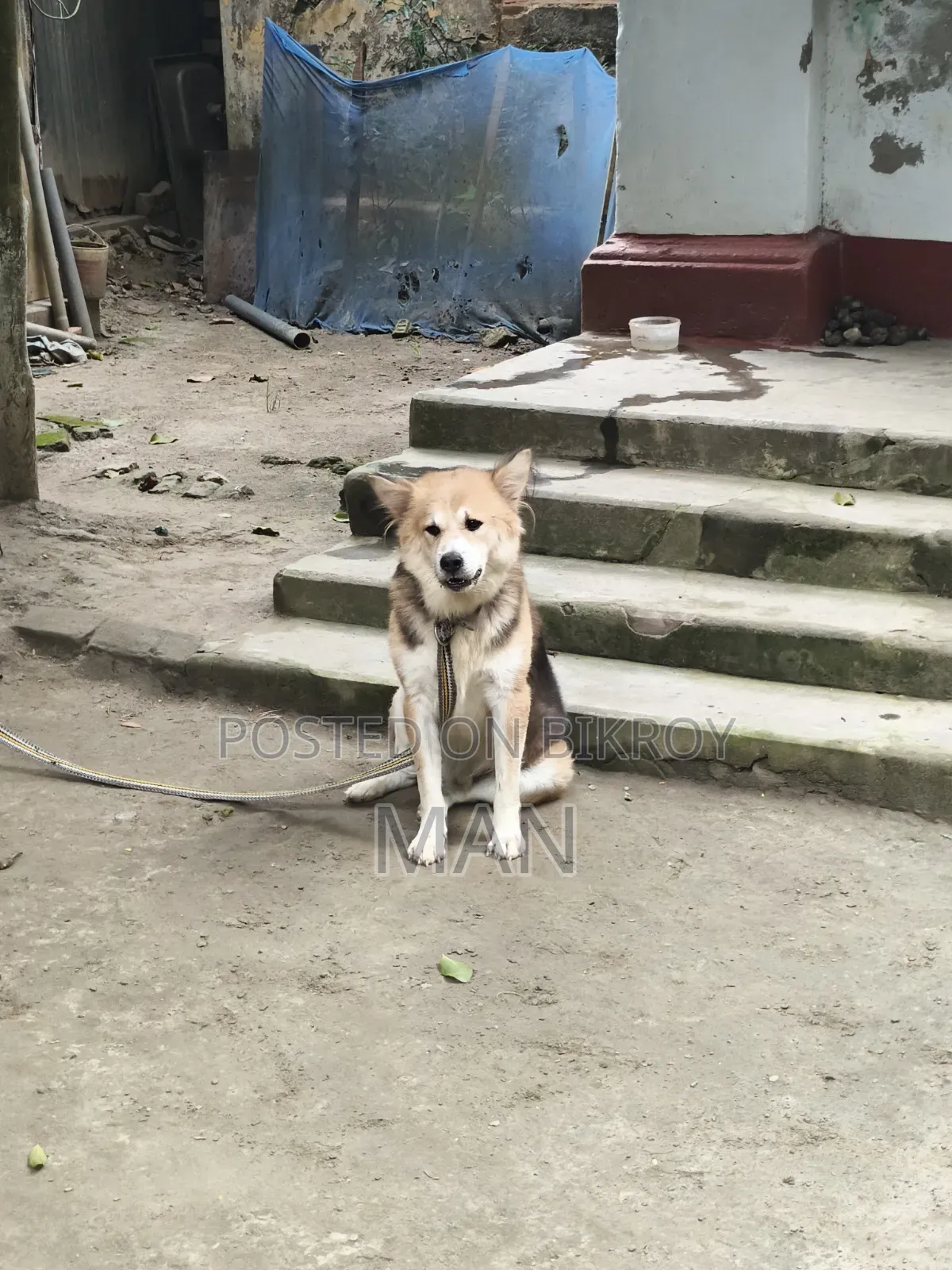 1+ Year Male Mixed Breed German Shepherd