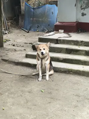 1+ Year Male Mixed Breed German Shepherd