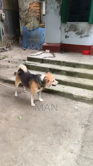 1+ Year Male Mixed Breed German Shepherd