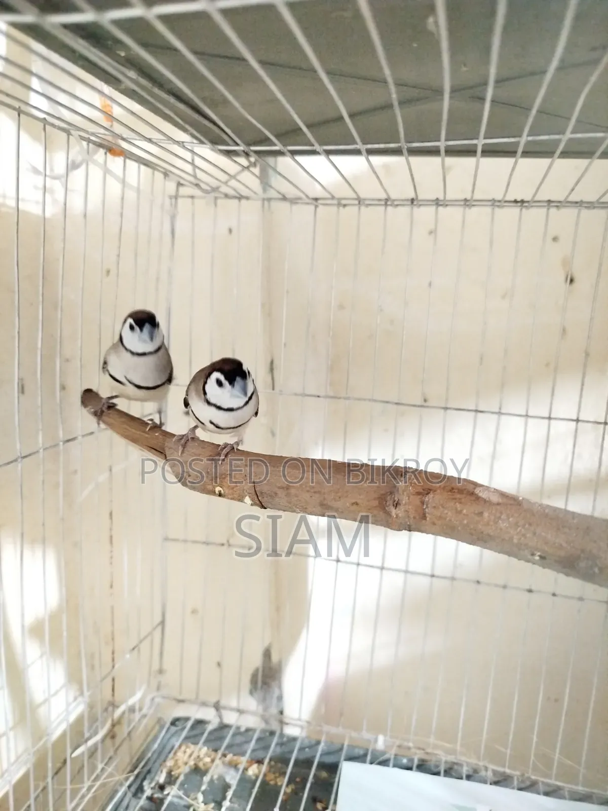 Finch Pair