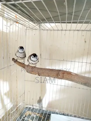 Finch Pair