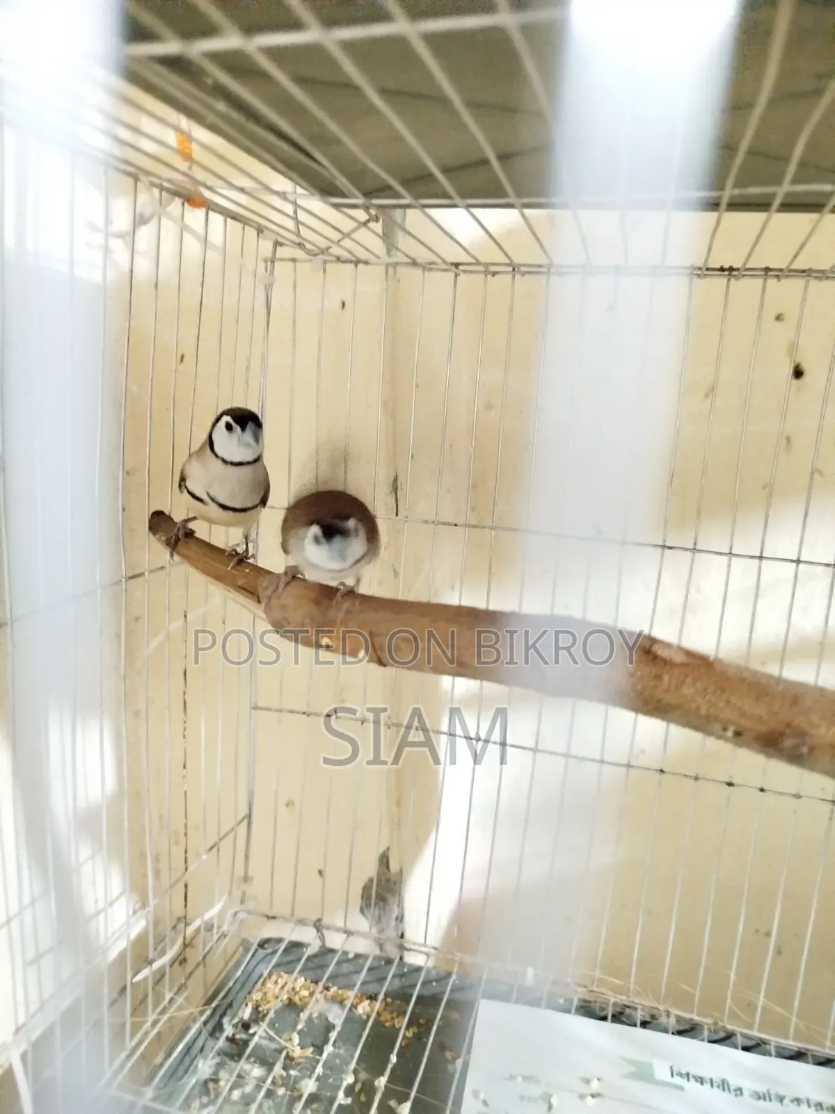 Finch Pair