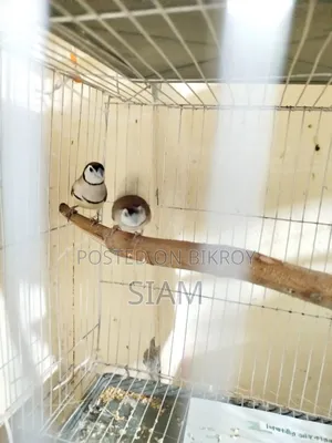 Finch Pair