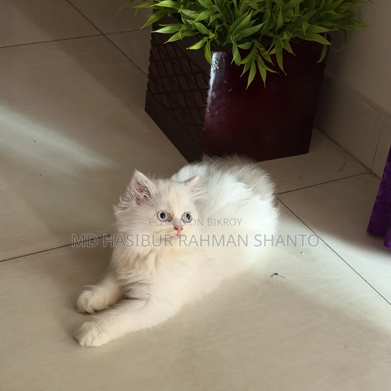 1-3 Months Female Purebred Persian