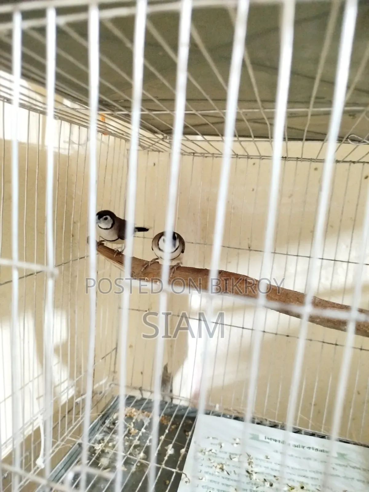 Finch Pair