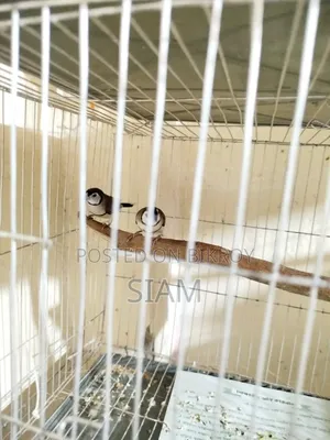Finch Pair