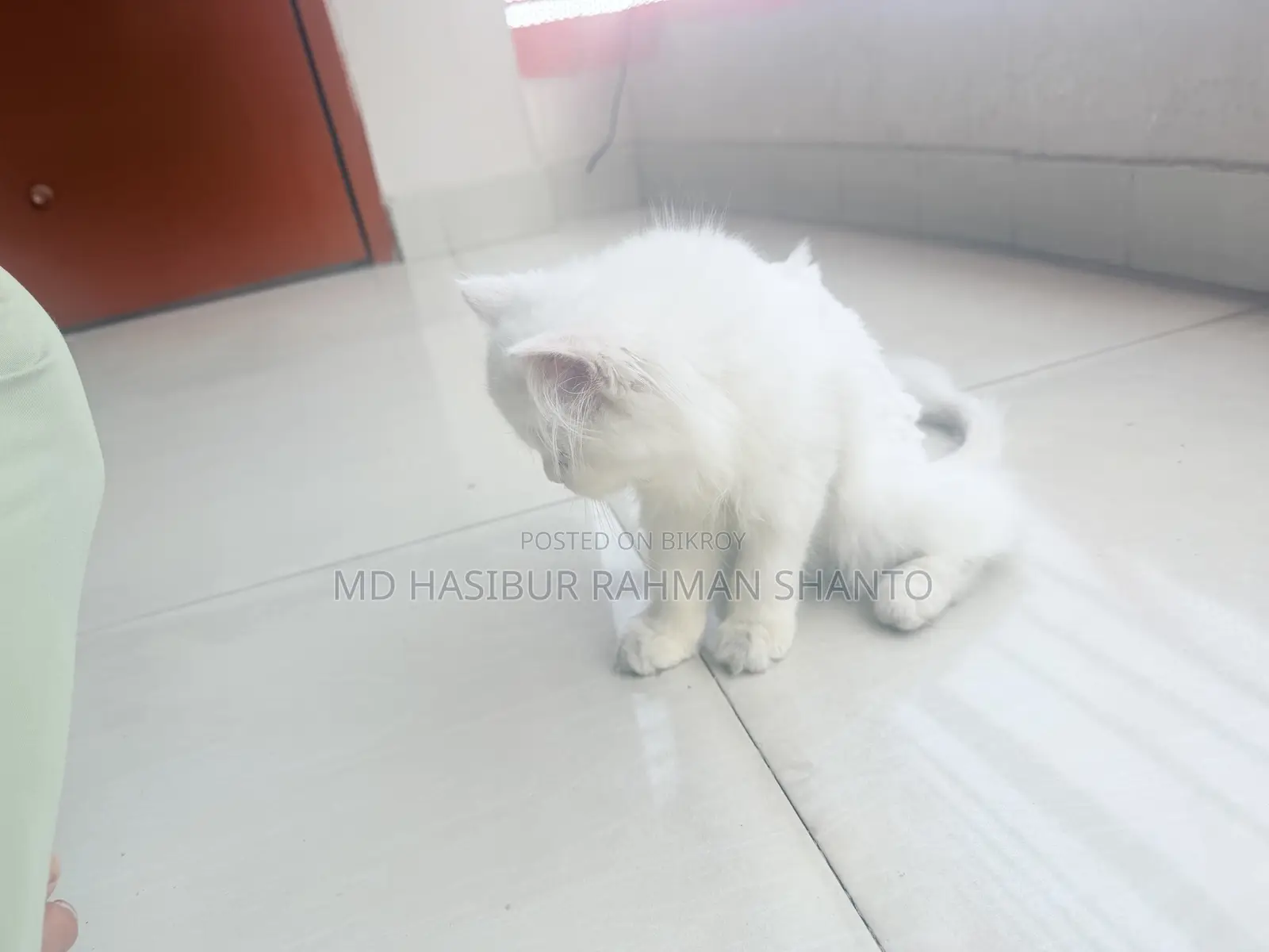 1-3 Months Female Purebred Persian
