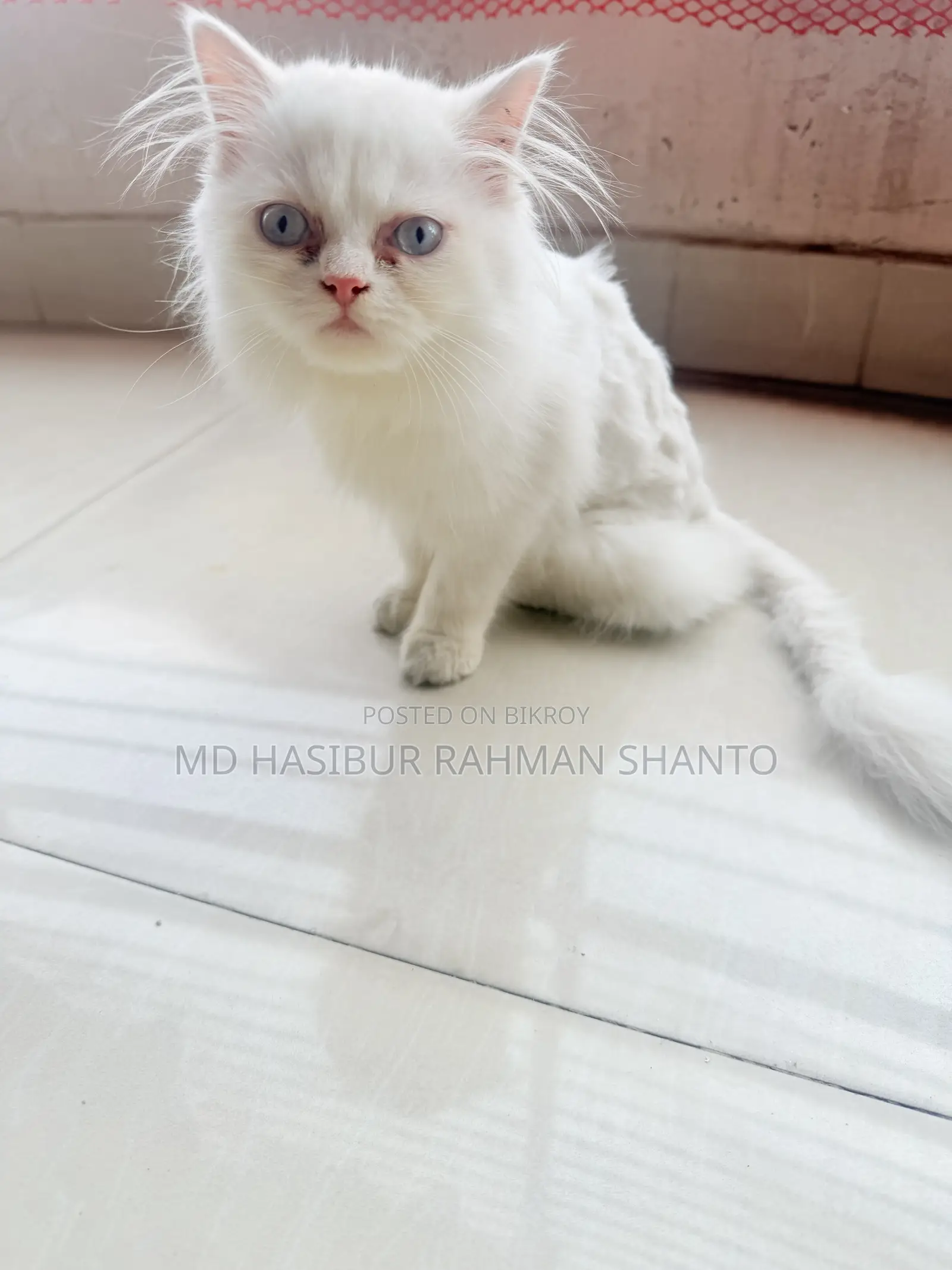 1-3 Months Female Purebred Persian
