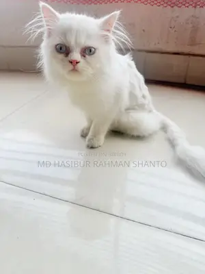 1-3 Months Female Purebred Persian
