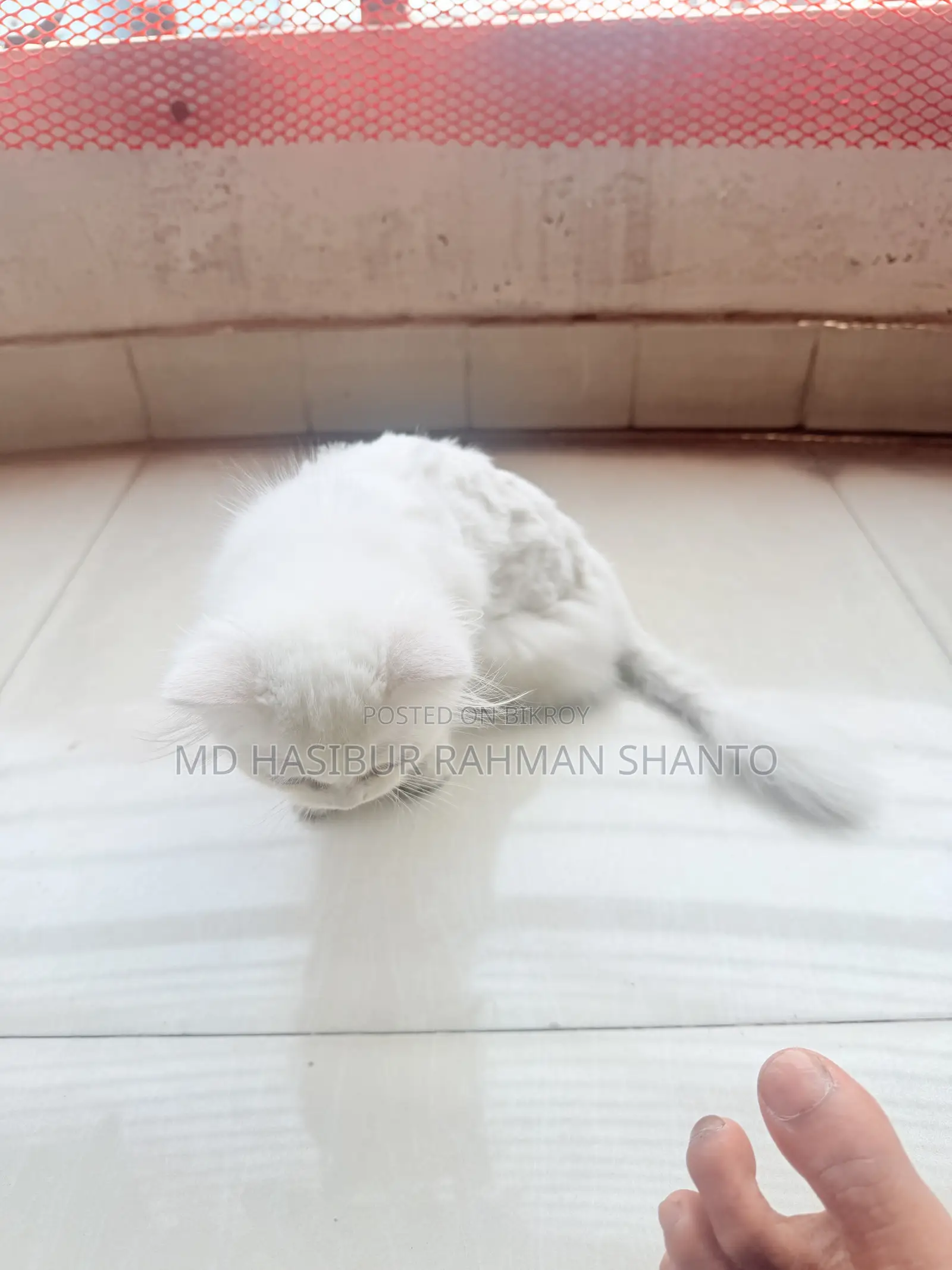 1-3 Months Female Purebred Persian