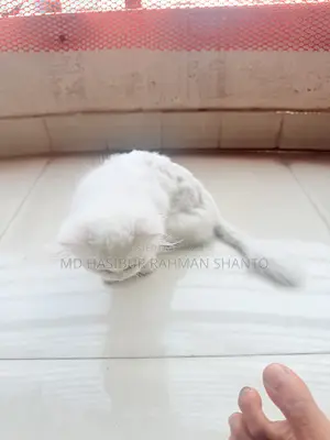 1-3 Months Female Purebred Persian