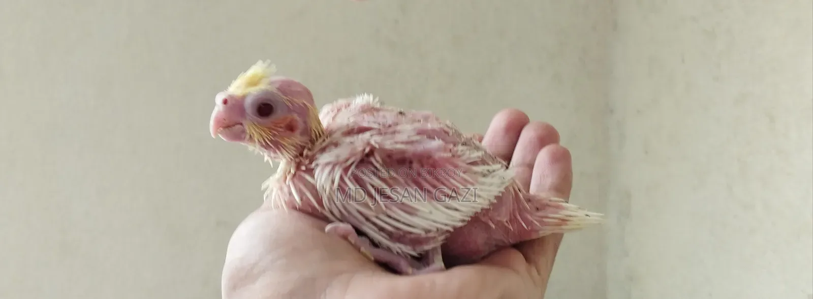 Cocktail Chick.