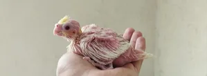Cocktail Chick.