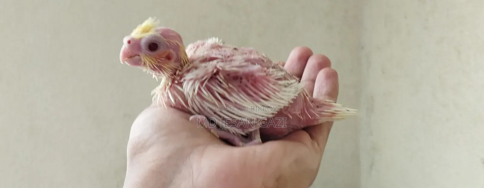 Cocktail Chick.