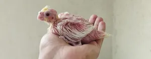 Cocktail Chick.