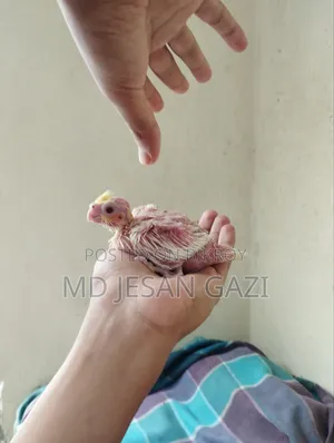 Cocktail Chick.